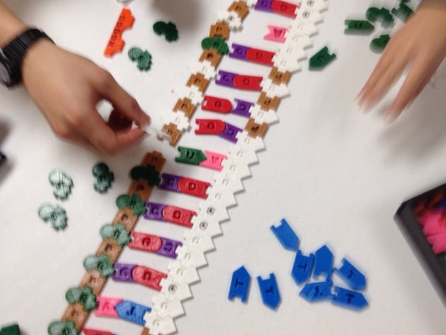 DNA / RNA Manipulatives