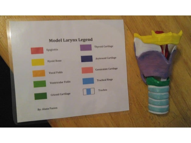 Larynx Model in Parts