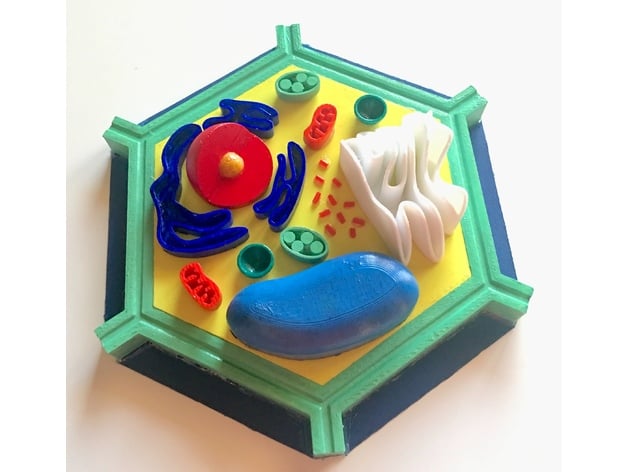 Plant Cell