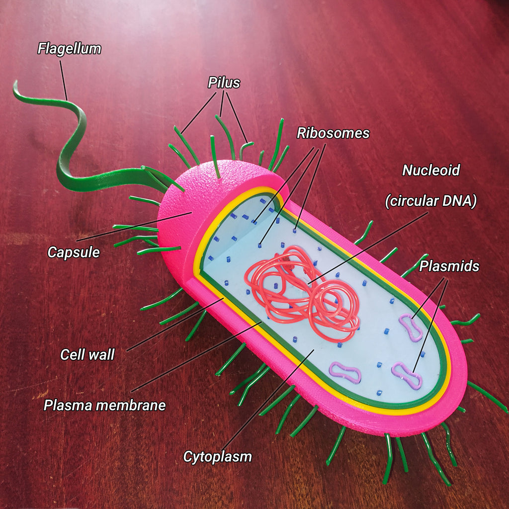 Prokaryotic Cell 3D Model