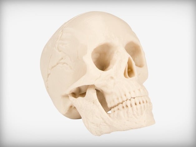 Human Skull