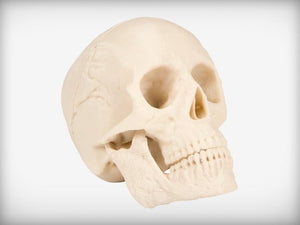 Human Skull