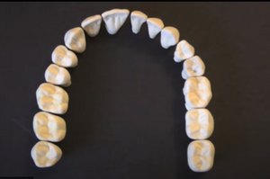 Adult Teeth Models for learning tooth morphology