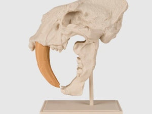 Saber-Toothed Cat Skull