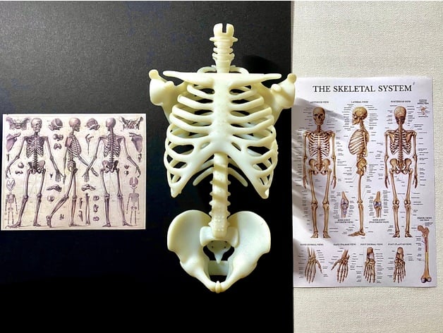 Skeleton - Ribs Cage, Spine & Pelvis