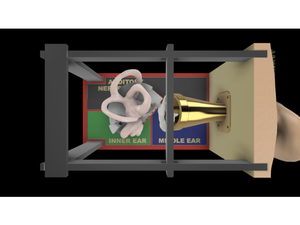 Educational Ear Structure Model