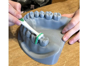 Dental Mandible / Maxilla Model for Brushing and Flossing Education